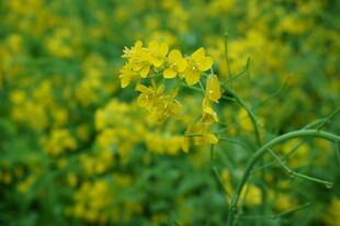 金黄油菜花绽放