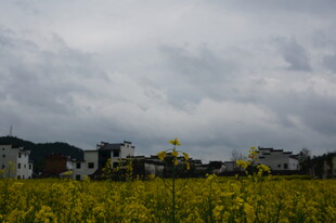 田野黄花与远处民居