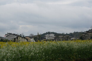 田园油菜花与远处村落