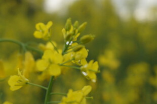 春日油菜花绽放