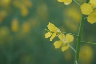 黄色油菜花特写