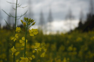 金黄油菜花田的美丽景致