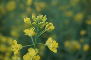 田野中的黄色油菜花