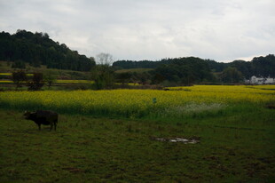 田园风光中的黄牛与油菜花