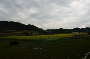 田园风光中的黄绿田野