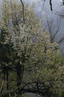 春日繁花下的古朴桥景