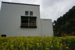 白屋前的灿烂黄色花田