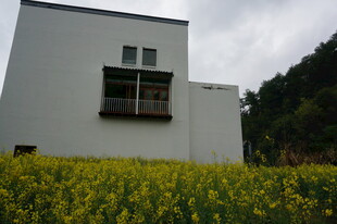 白屋旁的灿烂油菜花田