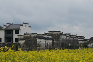 徽派建筑旁的金黄花田