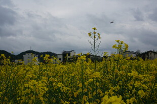 金黄油菜花田与阴沉天空