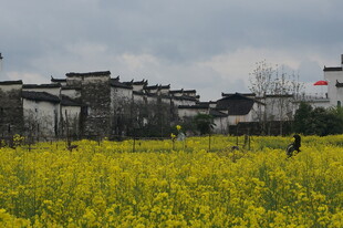 徽派建筑旁的油菜花海