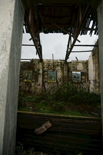 废弃建筑内景 杂草丛生