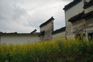 徽派建筑旁的灿烂花田