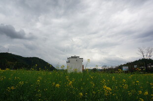 田园花海中的白色建筑