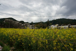 金黄油菜花田与远山云雾