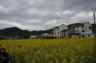 金黄油菜花田旁的村落