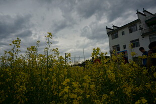 田园黄花旁的白色建筑