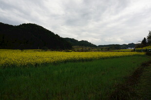 田园油菜花海风景图