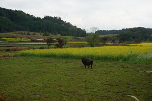 田野间的黑牛与金黄油菜花