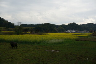 田园风光中的黄牛与油菜花