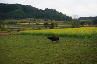 田野间的耕牛与金黄花田