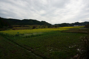 田园风光中的黄绿田野