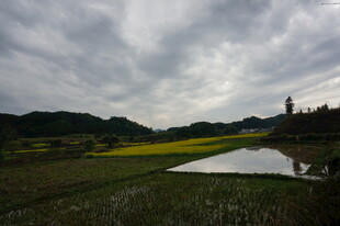 田园风光中的水田与菜花