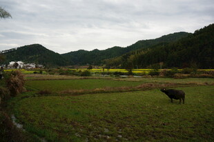 乡村田野间的耕牛图景