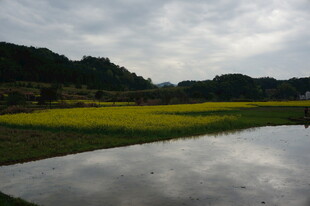 田园水田与金黄油菜景观