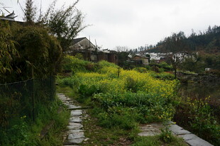 乡村小径旁的灿烂油菜花