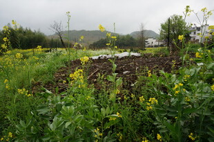 田园风光中的繁茂植物