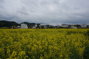 金黄油菜花田与远处村落