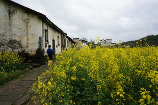 乡村小道旁的灿烂油菜花田
