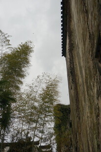 古墙边的翠竹景致