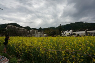 油菜花海中的乡村景致
