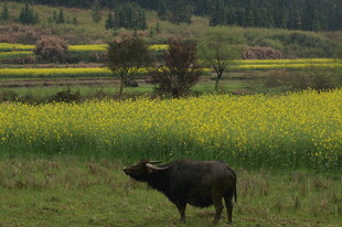 田野中牛立油菜花田旁