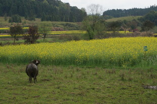 田野间漫步的动物
