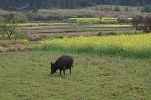 田野中悠闲吃草的黑牛