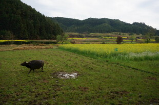 田野间的黑牛与黄绿农田