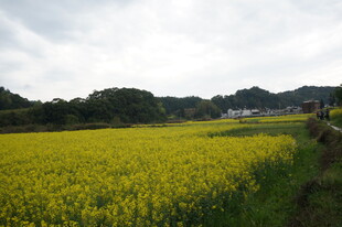 金黄油菜田 乡村田园风光