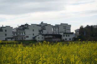 油菜花海旁的古朴村落