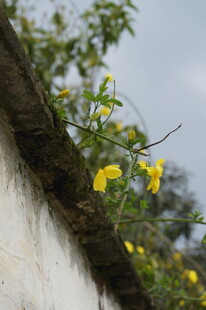 墙头绽放的黄色小花