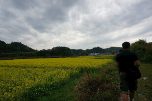 漫步油菜田的男子