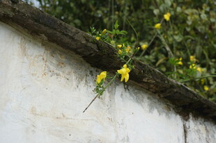 墙边绽放的黄色小花