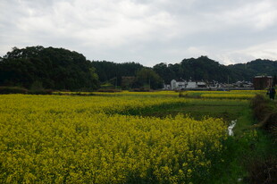 金黄油菜花田乡村美景