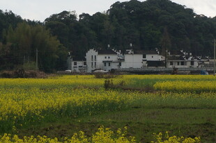 春日田园风光 金黄油菜花田