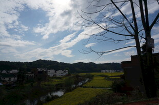 田园风光下的蓝天与树木