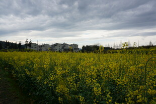 金黄油菜田与阴沉天空