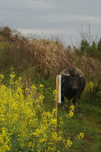 田野中牛立于花丛旁