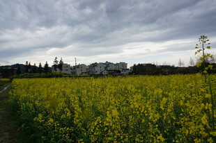 金黄油菜田与远处城镇风光